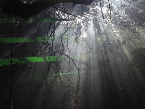 Lazers and haze created a lovely effect in the Forest Experience, also on the island.